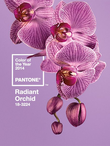 Radiant Orchid