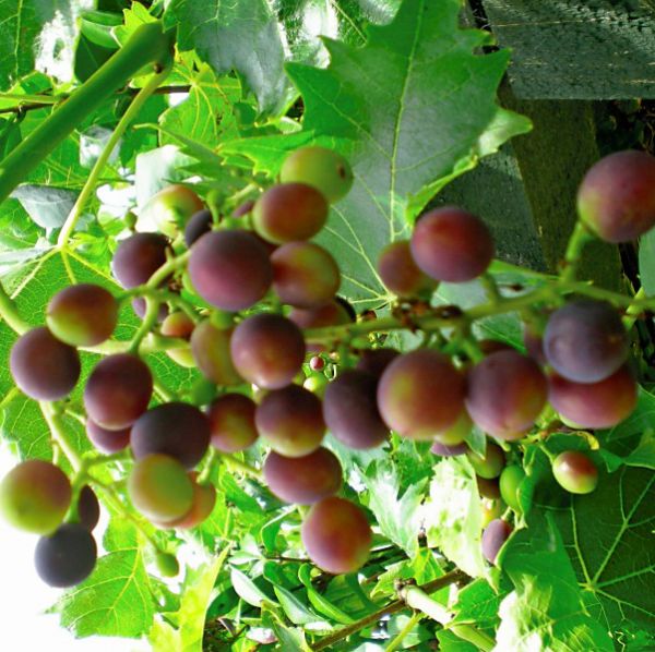 Fruits and Berries