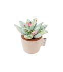 Pin Cushions / Plant Life Succulent Pin Cushion