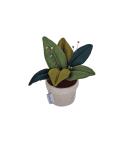 Pin Cushions / Plant Pot Pin Cushion